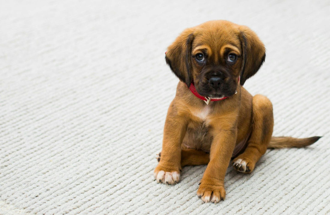 The Ultimate Guide to Puppy Training